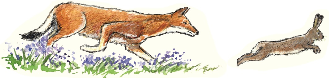 fox and hare