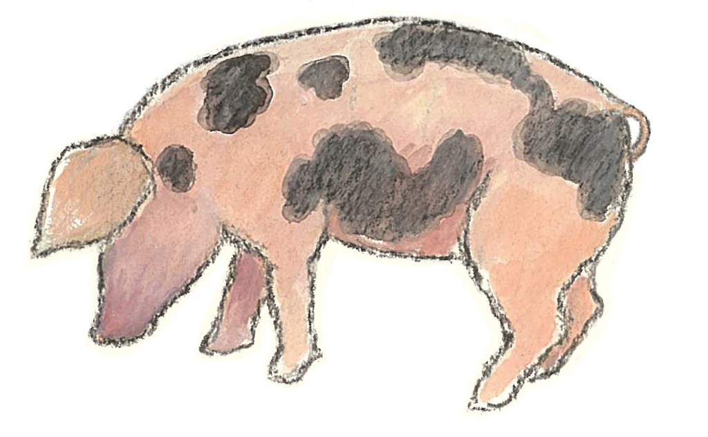 This image has an empty alt attribute; its file name is pig-2.jpg